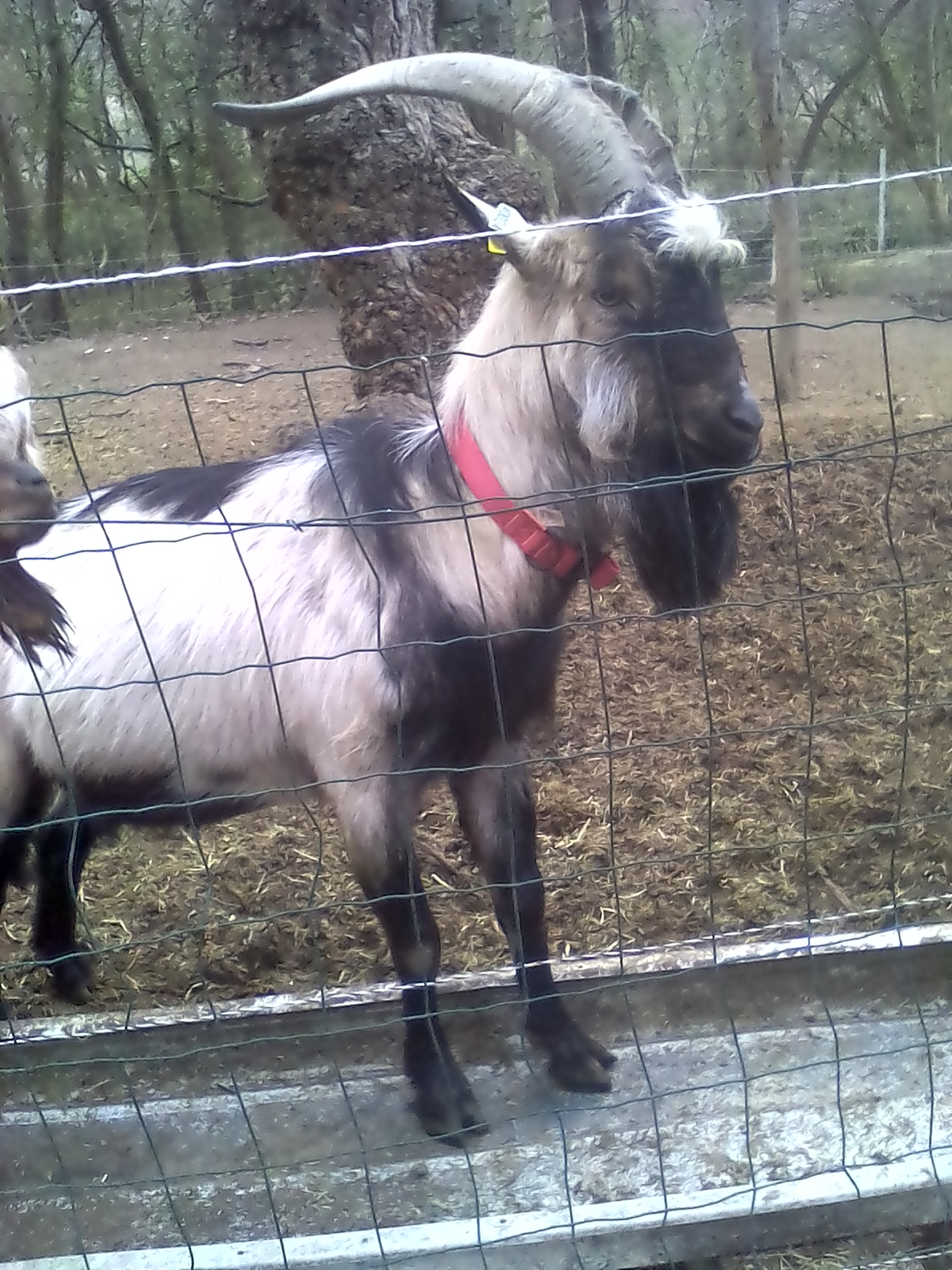 Bouc Lucky
