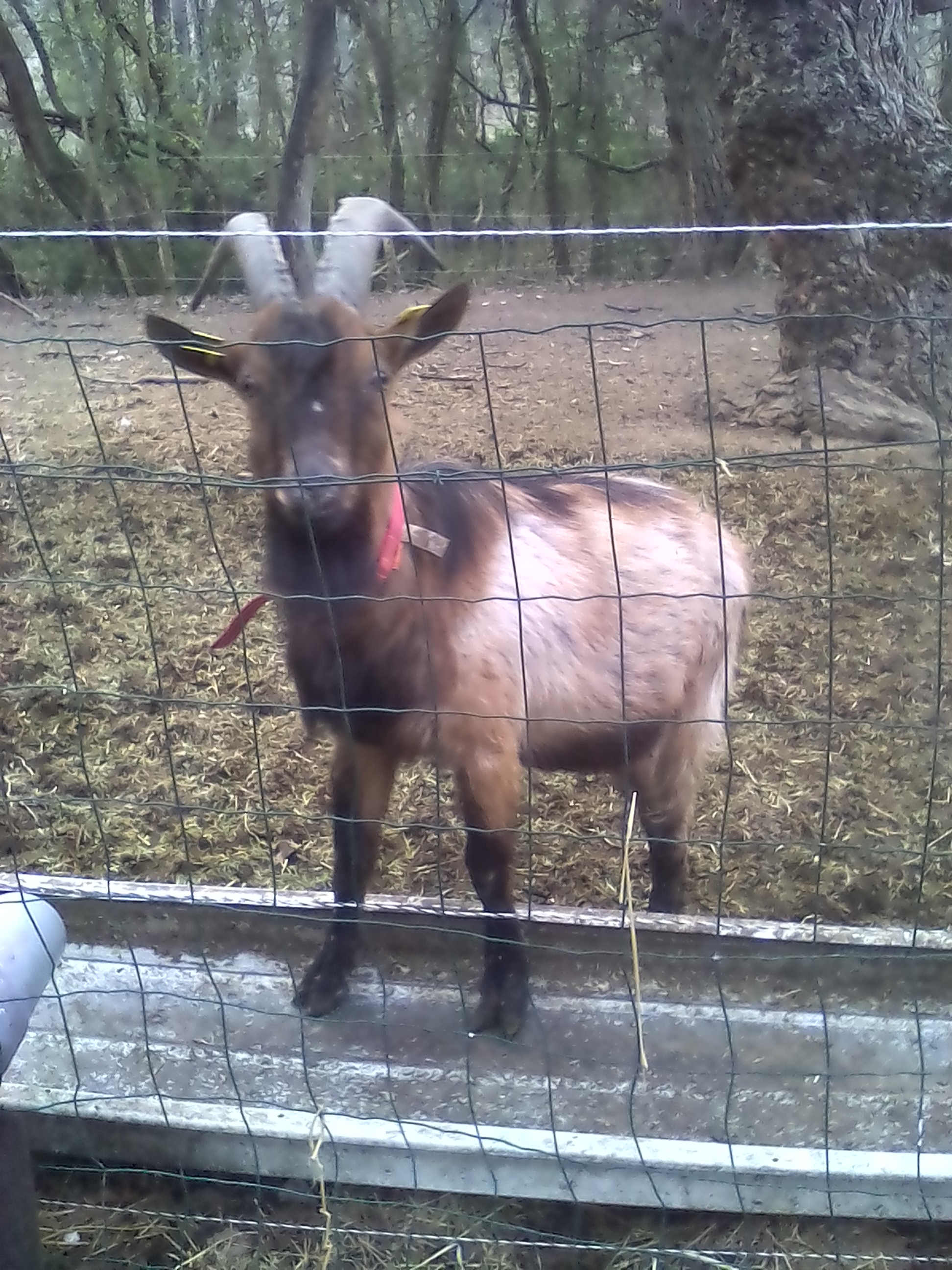 bouc Pepito 1 an