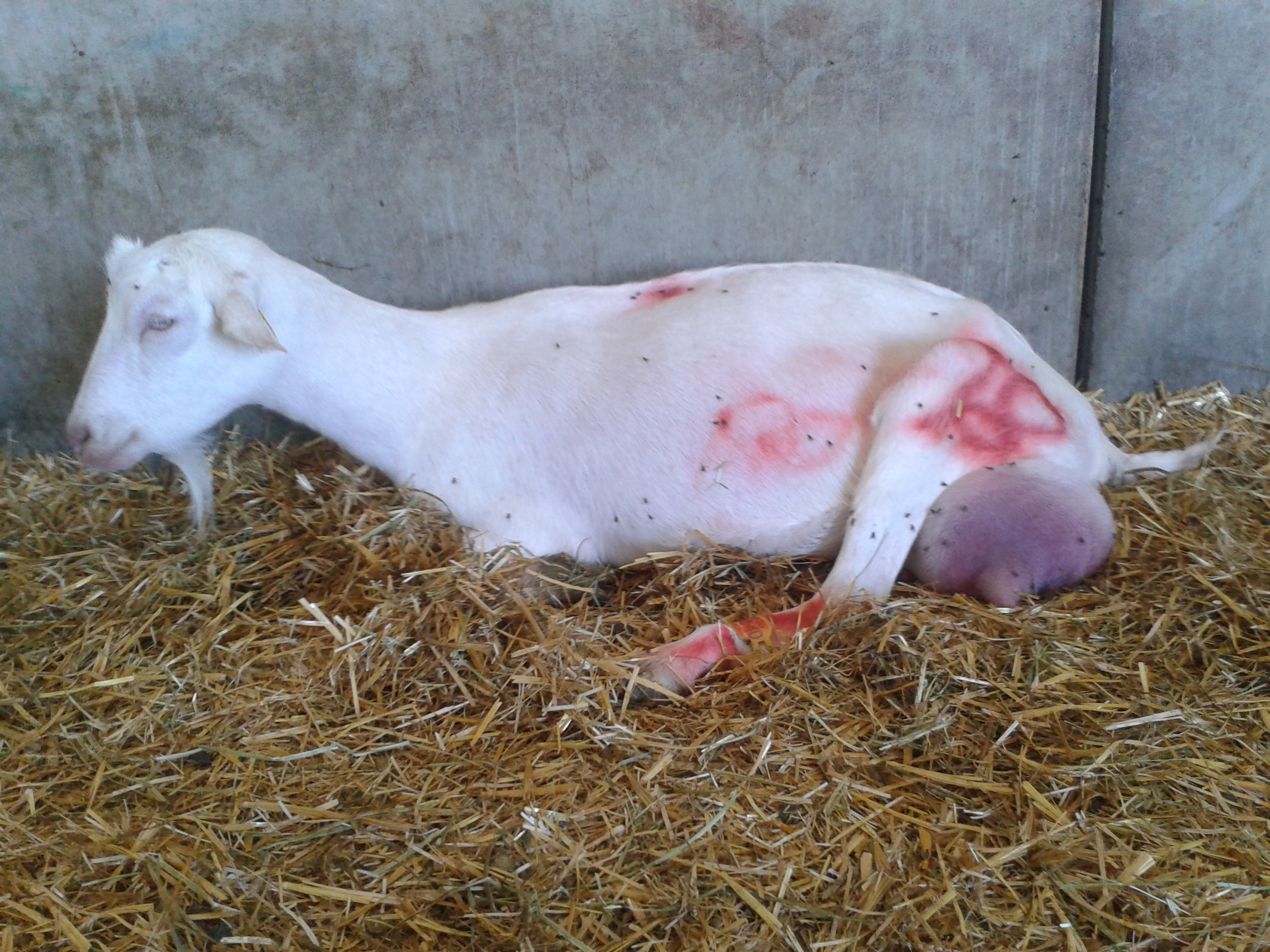 Chèvre malade : 10 signes qui ne trompent pas