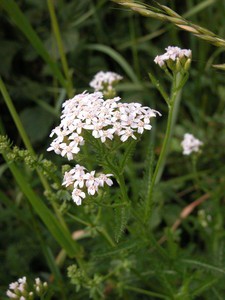 Achillée millefeuille