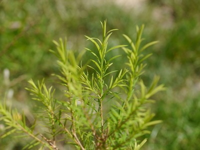 Syndicat Caprin de la - Plantes Huiles - Huile Tea tree